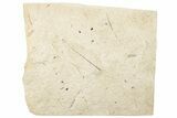 Fossil Leaf - France #254345-1